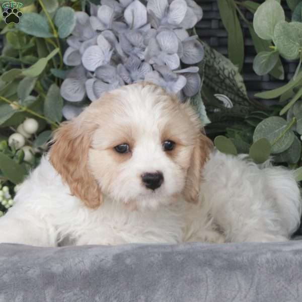 Ashley, Cavachon Puppy